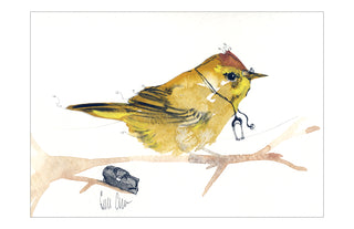 Cordell Cordaro Dr. Warbler Print